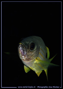 Face to face with a Jack Fish... :O)... by Michel Lonfat 